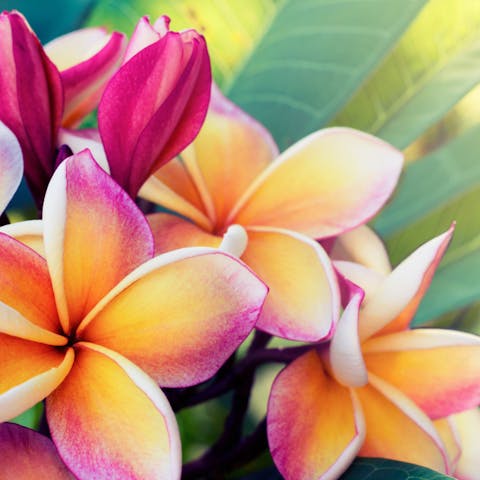 Getting to Know the Frangipani Flower - Flora Queen