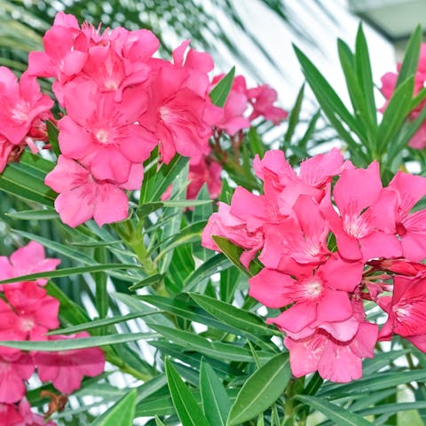 Oleander Flower : The Toxic Beauty - Flora Queen