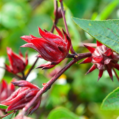 Jamaica Flower Meaning: The Medicinal Beauty - Flora Queen