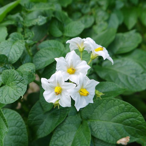 Potato Flower: One of the Most Consumed Root Vegetables - Flora Queen