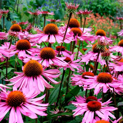 Echinacea: The Therapeutic Beauty - Flora Queen