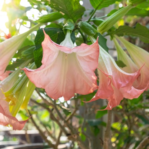 Datura Flower: The Poisonous Beauty - Flora Queen