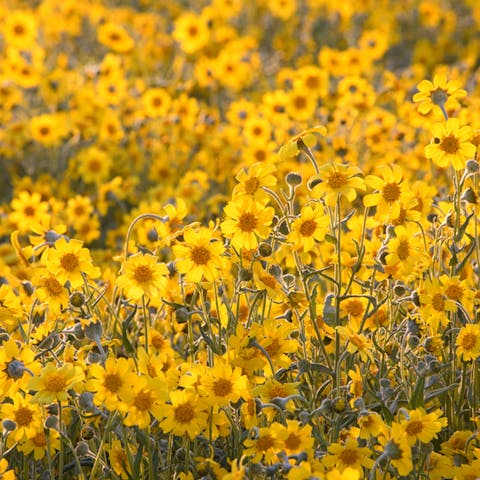 California Flower: The Beautiful Californian Symbol - Flora Queen