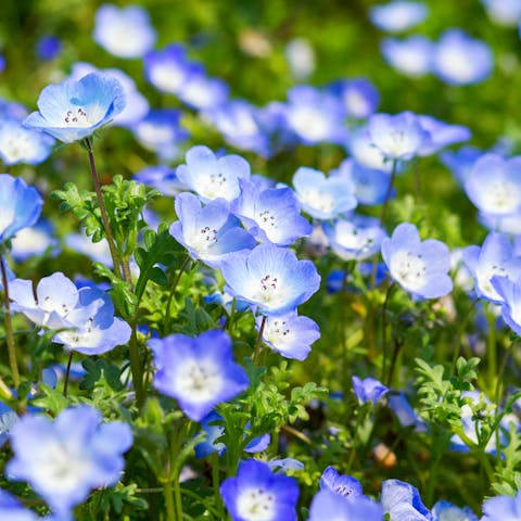 The Baby Blue Eyes Flower Is a Charming Plant, Beautifully Colored and Does Wonders in Garden - Flora Queen