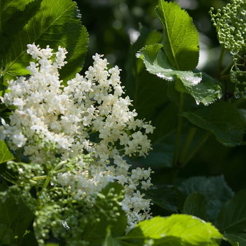 Elder Flower: The Tasty Bloom - Flora Queen