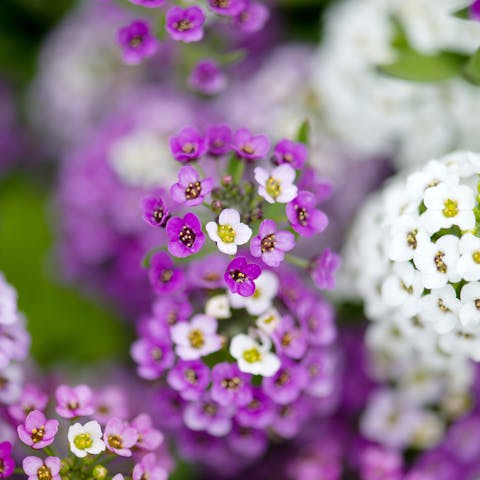 The Alyssum Flower Is a Beautiful Plant That Brings a Fragrant and Colorful Touch to Your Garden - Flora Queen