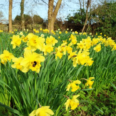 Glorious Daffodil: The Beautiful March Flower - Flora Queen