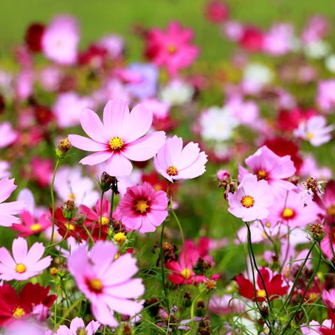 Cosmos Flower: The Flower Anyone Can Grow - Flora Queen