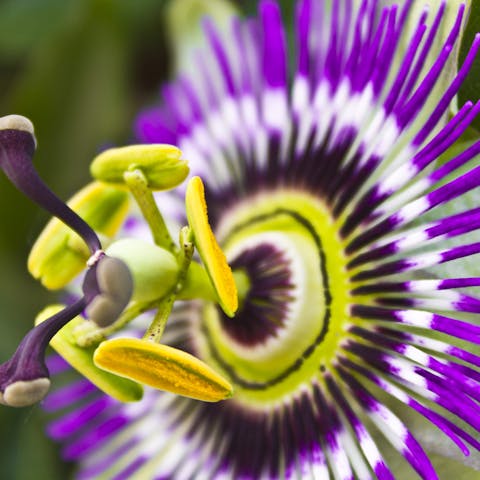 The Purple Passion Flower Offers Magnificent and Brightly Colored Flowers - Flora Queen