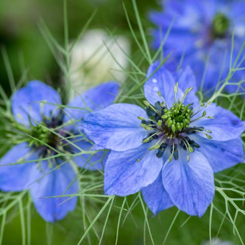 The Nigella Flower Is an Annual Ornamental Plant That Offers Beautiful Colors and Brings a Refined Flowering - Flora Queen
