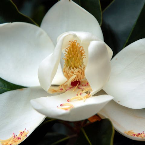Louisiana State Flower: Magnolia Is the Symbol of Strength - Flora Queen