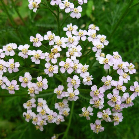 Uncovering the Alaska State Flower - Flora Queen