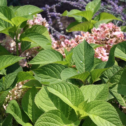 Massachusetts State Flower: Mayflower a Disappearing Beauty - Flora Queen