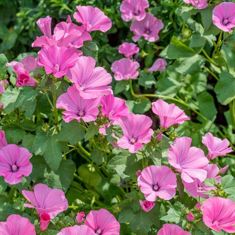 Mallow Flower: An Attractive Medicinal Powerhouse - Flora Queen