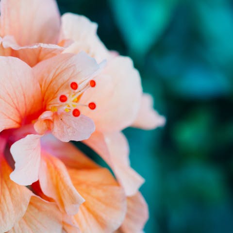 Hawaii Flower: The Hidden Treasure - Flora Queen