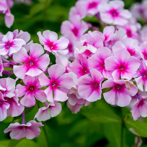 The Phlox Flower Offers Beautiful Flowering Throughout Summer - Flora Queen