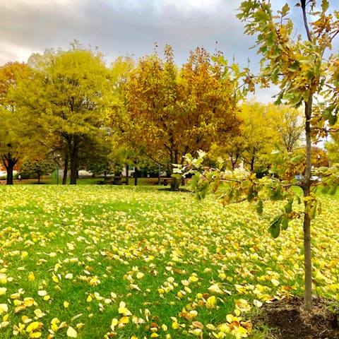 Ohio State Flower: A Rich History and Symbolism - Flora Queen