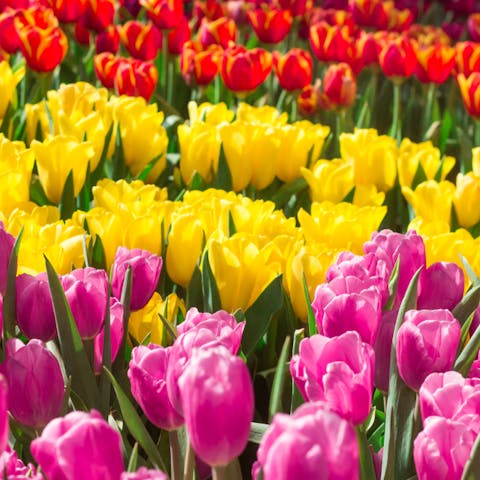 Tulip Meaning – Choose The Best Colorful Tulips To Share Your Happiness With Your Loved Ones - Flora Queen