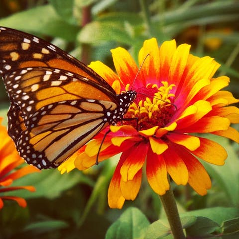 Butterfly Flowers Offer a Beautiful and Colorful Garden in All Seasons - Flora Queen