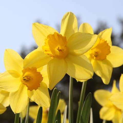 Choose the Beautiful Daffodil Flower to Celebrate in December - Flora Queen