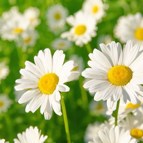 Daisy flower meaning: The Secret Message It Conveys - Flora Queen