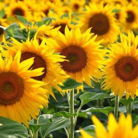 Types of Sunflowers and Their Characteristics: The Tall, The Dwarves and The Colored - Flora Queen