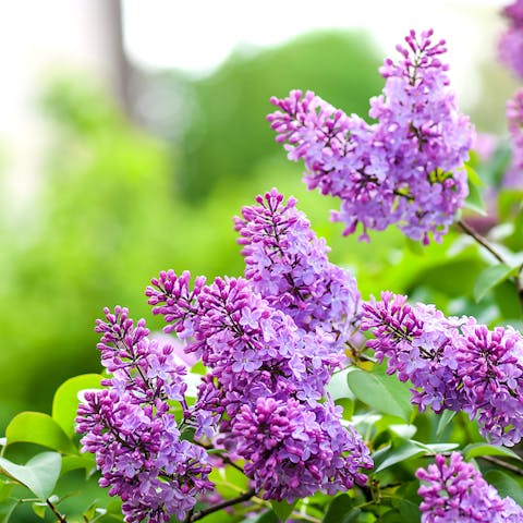 Lilac Flower Meaning: Understanding this Beautiful Bloom - Flora Queen