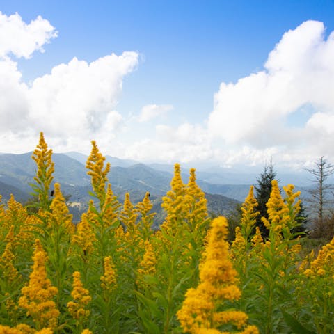 The Goldenrod Flower: The Stubborn Beauty - Flora Queen