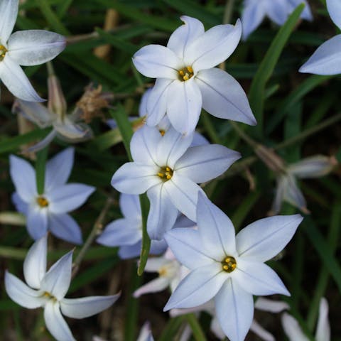 The Starflower Brightens your Garden in Winter and Brings Joy to Your Interior - Flora Queen