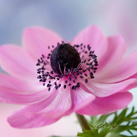 Anemone Flower Meaning – Wild but Fragile - Flora Queen