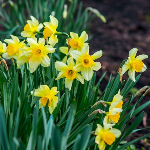Daffodils – The full guide - Flora Queen