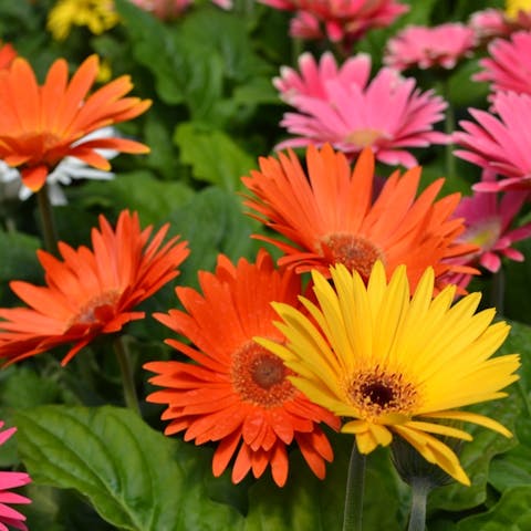 Uncovering the Daisy Symbolism - Flora Queen