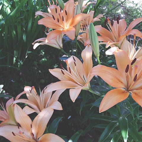 Learn the Meaning Behind the Lily - Flora Queen