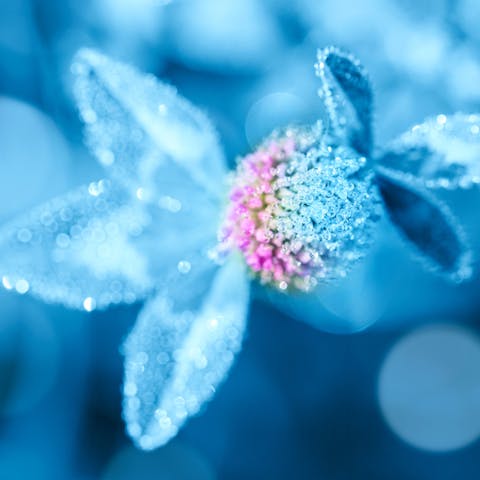 Beautiful Light Blue Flowers to Consider for Your Garden - Flora Queen