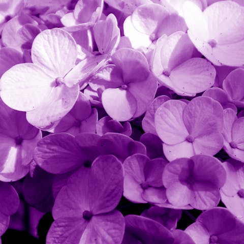 The Violet Flower Shines Your Birth Month in February - Flora Queen