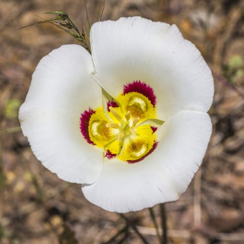 Utah State Flower – The Delicious Lily Flower - Flora Queen