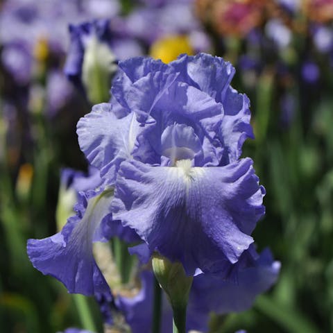The Iris – Tennessee’s Cherished Beauty - Flora Queen