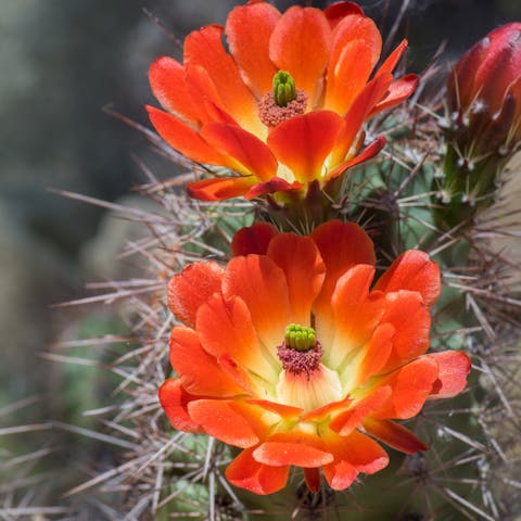 The Desert Flower and Useful Steps for Planting - Flora Queen