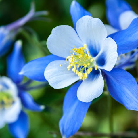 Colorado State Flower: The Majestic Columbine - Flora Queen