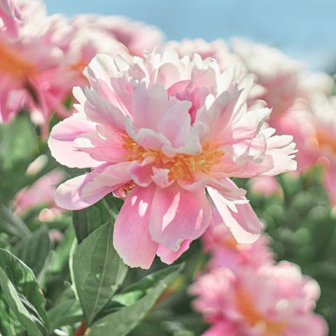 Peonies Flower is Also Known as the Queen of the Gardens - Flora Queen