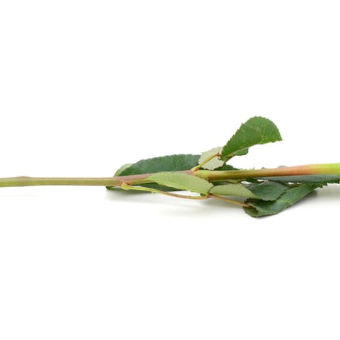 Long Stem Roses - Flora Queen