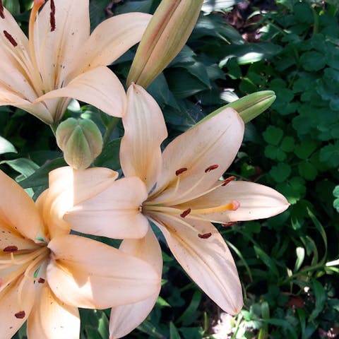Uncovering the Many Faces of the Beautiful Lily - Flora Queen