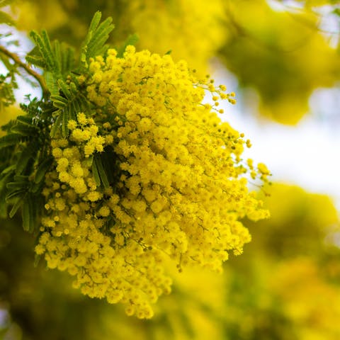 The Beautiful Mimosa Flower and Its Golden Yellow Blooms - Flora Queen
