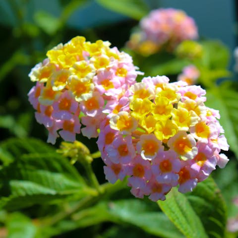 If you Want a Rainbow of Colors, Choose the Lantana Flower for Your Garden - Flora Queen