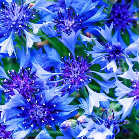 The Cornflower: Beauty, Flavor, and History All in One Flower - Flora Queen