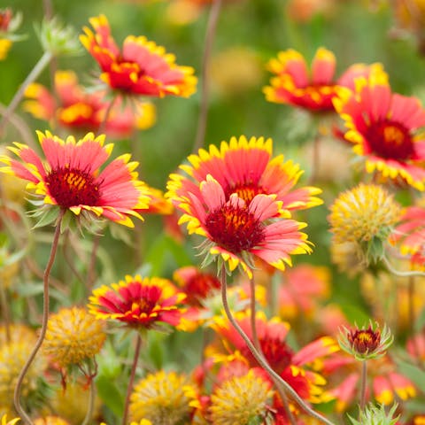 Indian Blanket Flower: Long Living Beautiful Blooms - Flora Queen