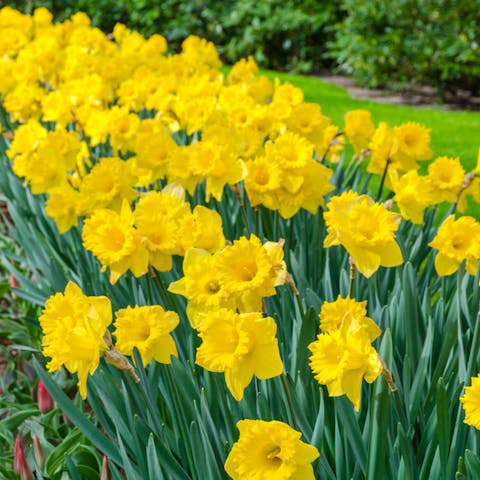 The Daffodil Flower: A Beautifully Fragrant Spring Flower for Your Garden - Flora Queen