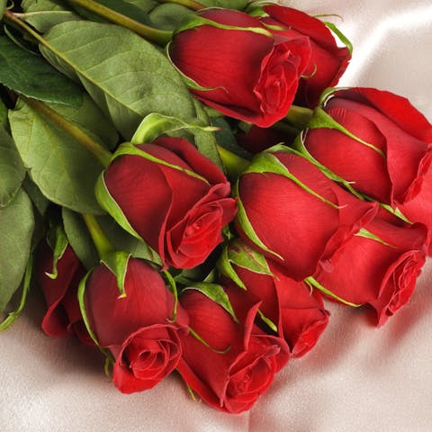 The Rose: The June Birth Flower is Filled with Beauty - Flora Queen