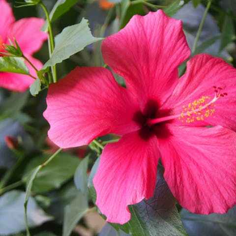 Hibiscus: The Hawaii State Flower and its Amazing Properties - Flora Queen