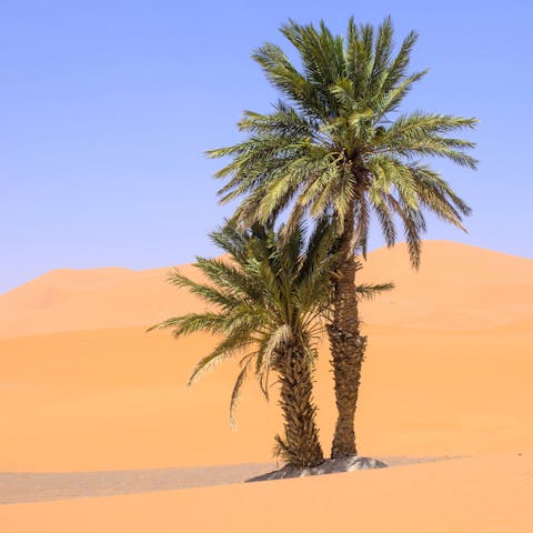 Desert Trees You Can Plant in Your Own Backyard - Flora Queen